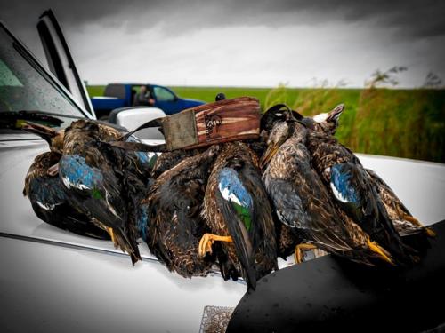 Feather Fever Due to Strike!