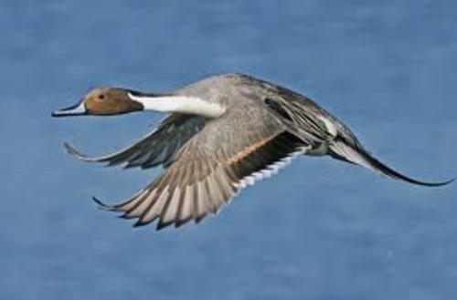 2014-15 Season dates and limits