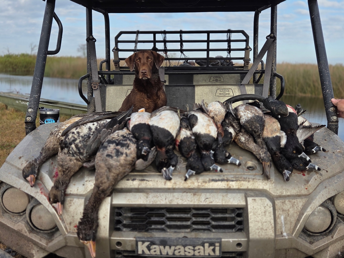 25-26 waterfowl Photo