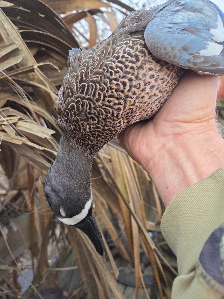 25-26 waterfowl Photo
