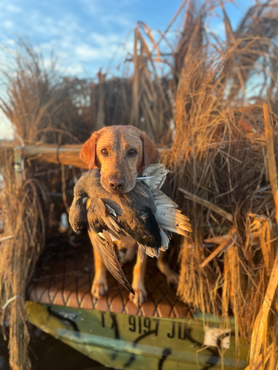 25-26 waterfowl Photo