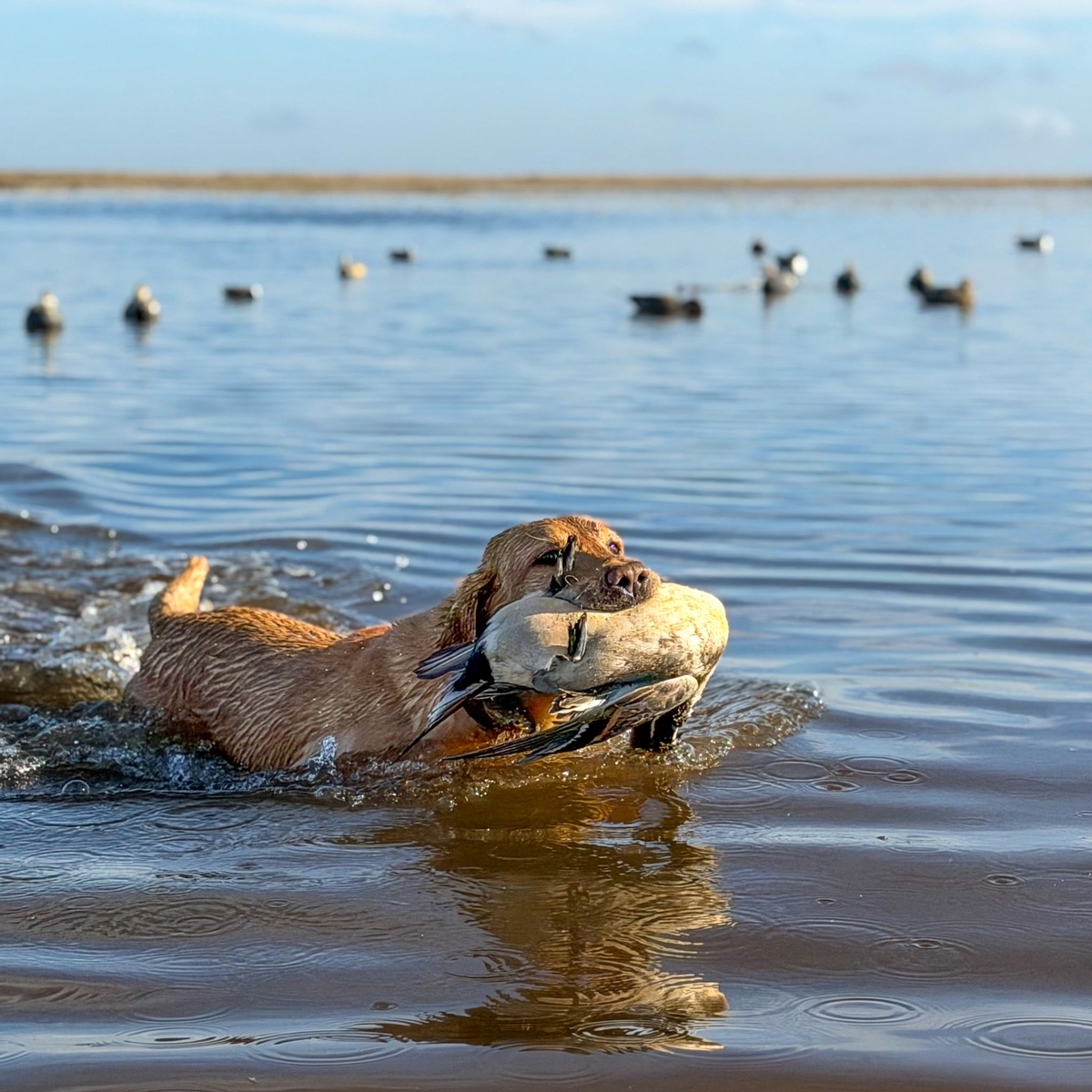 25-26 waterfowl Photo