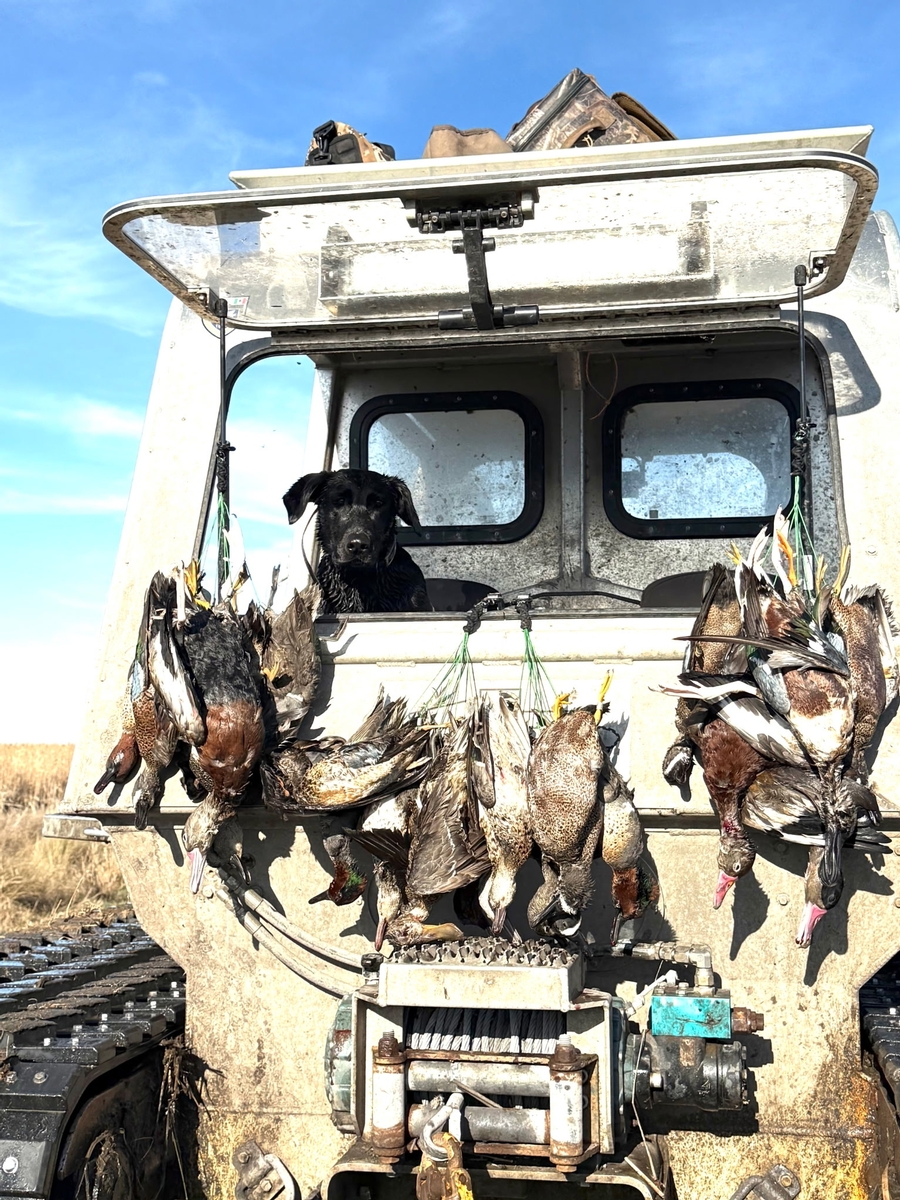 25-26 waterfowl Photo