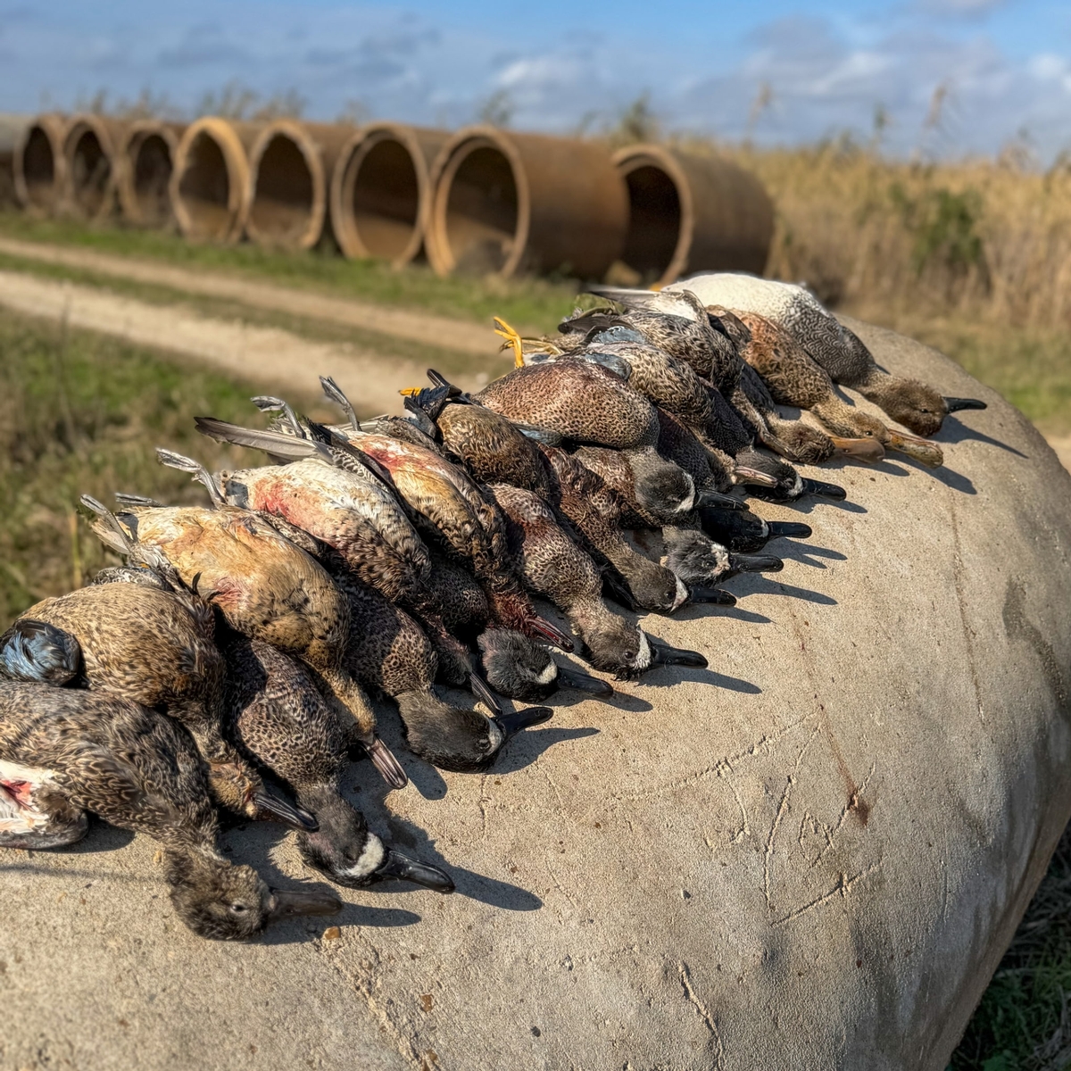 25-26 waterfowl Photo