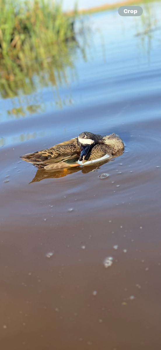 25-26 waterfowl Photo