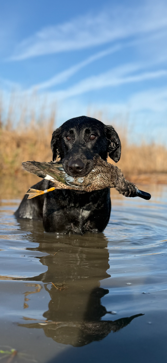 25-26 waterfowl Photo