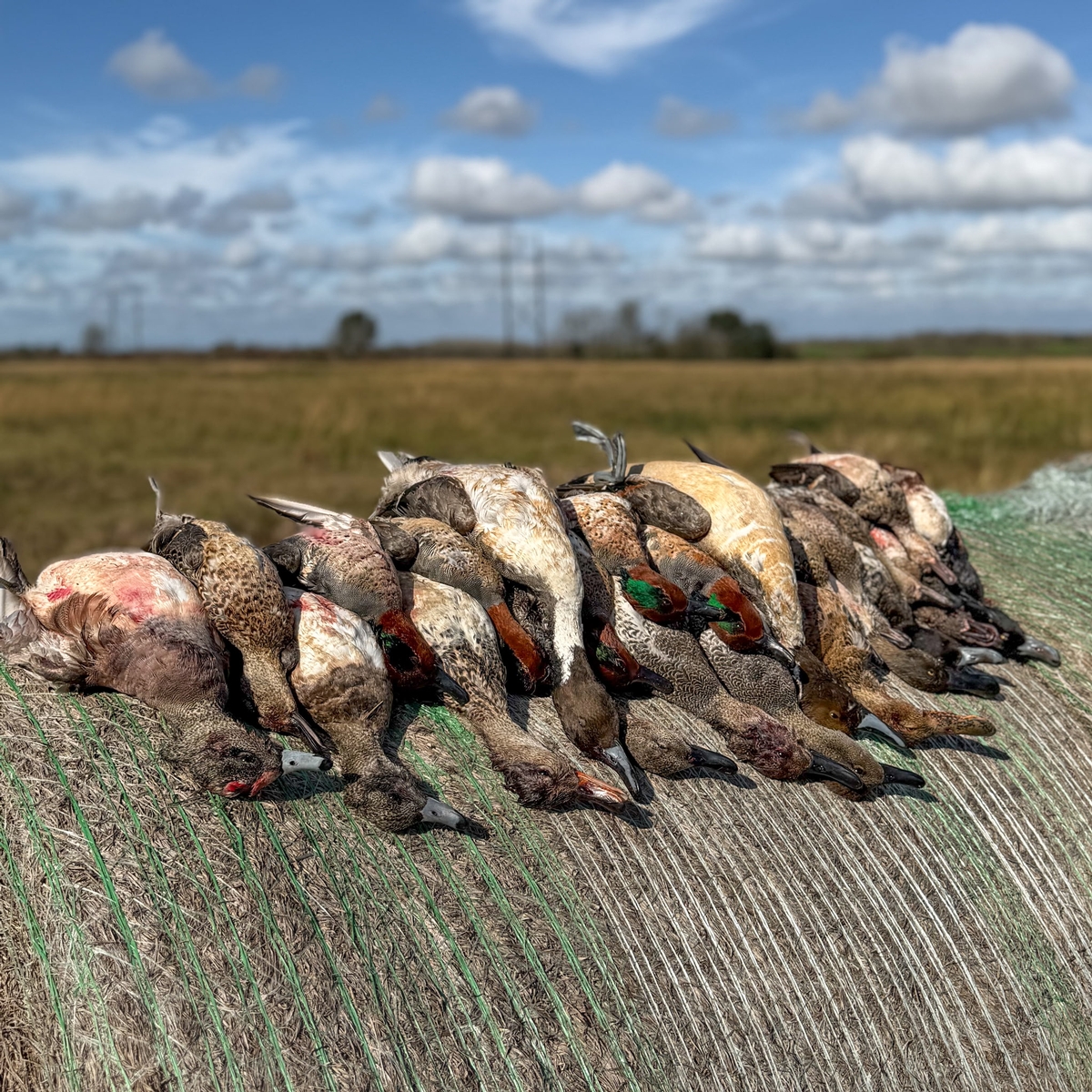 25-26 waterfowl Photo