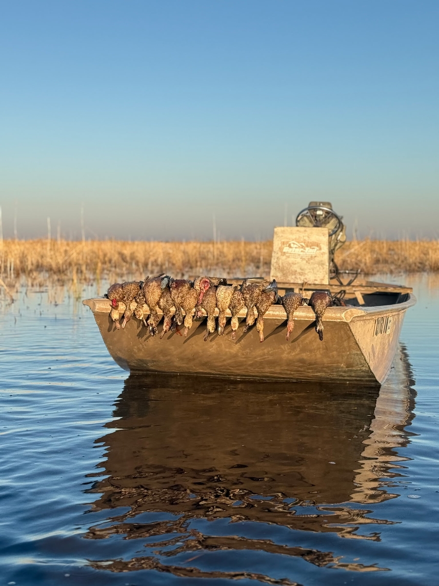 25-26 waterfowl Photo