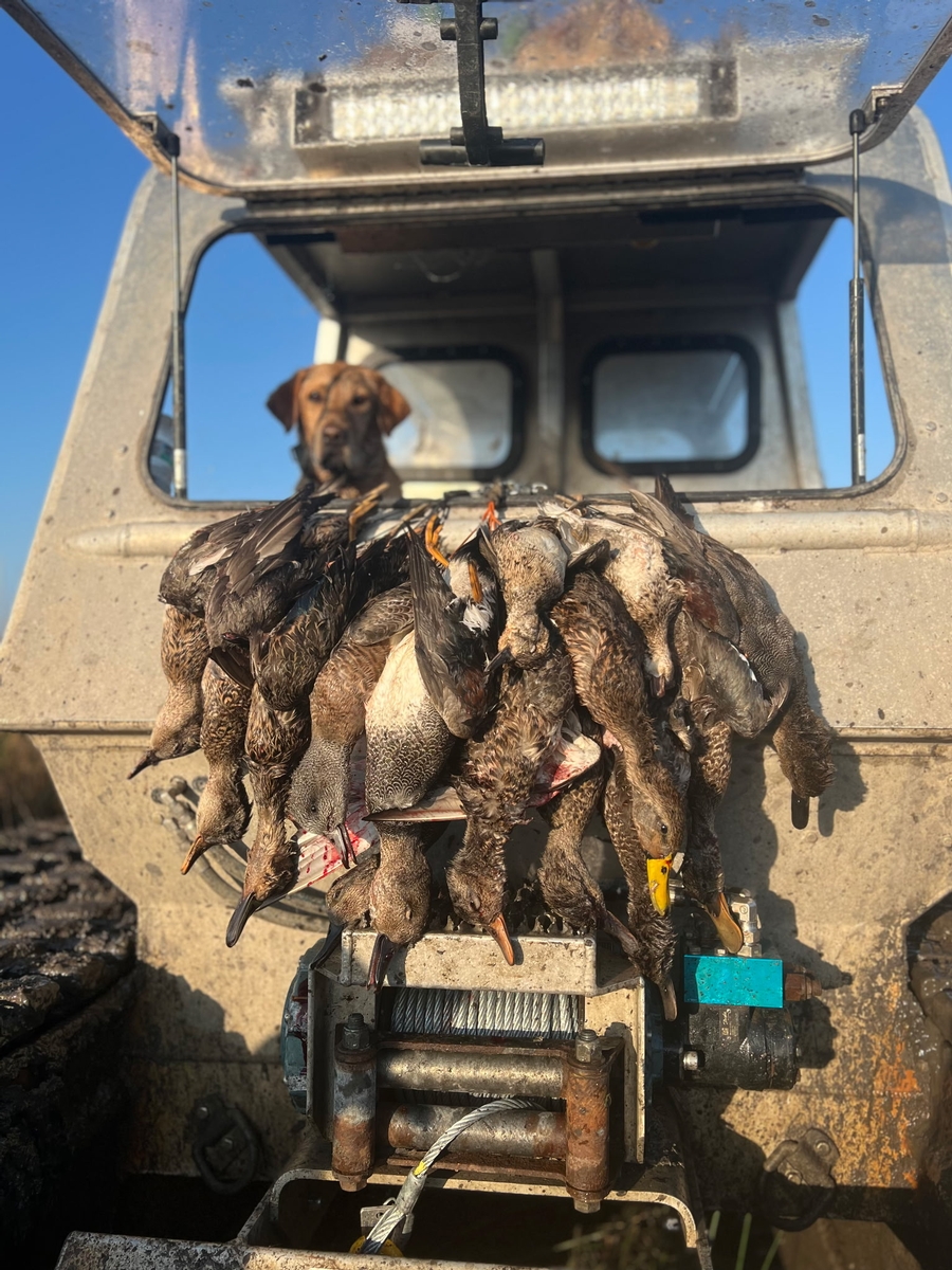 25-26 waterfowl Photo