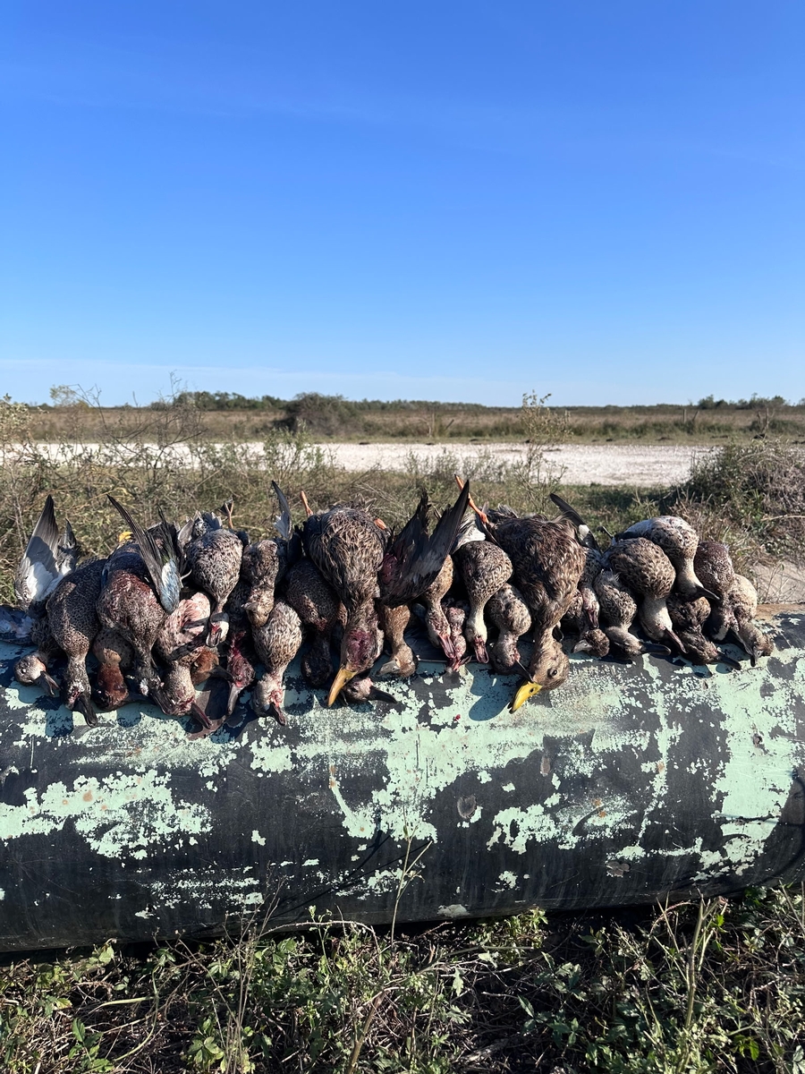 25-26 waterfowl Photo