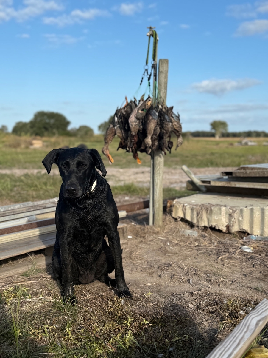 25-26 waterfowl Photo