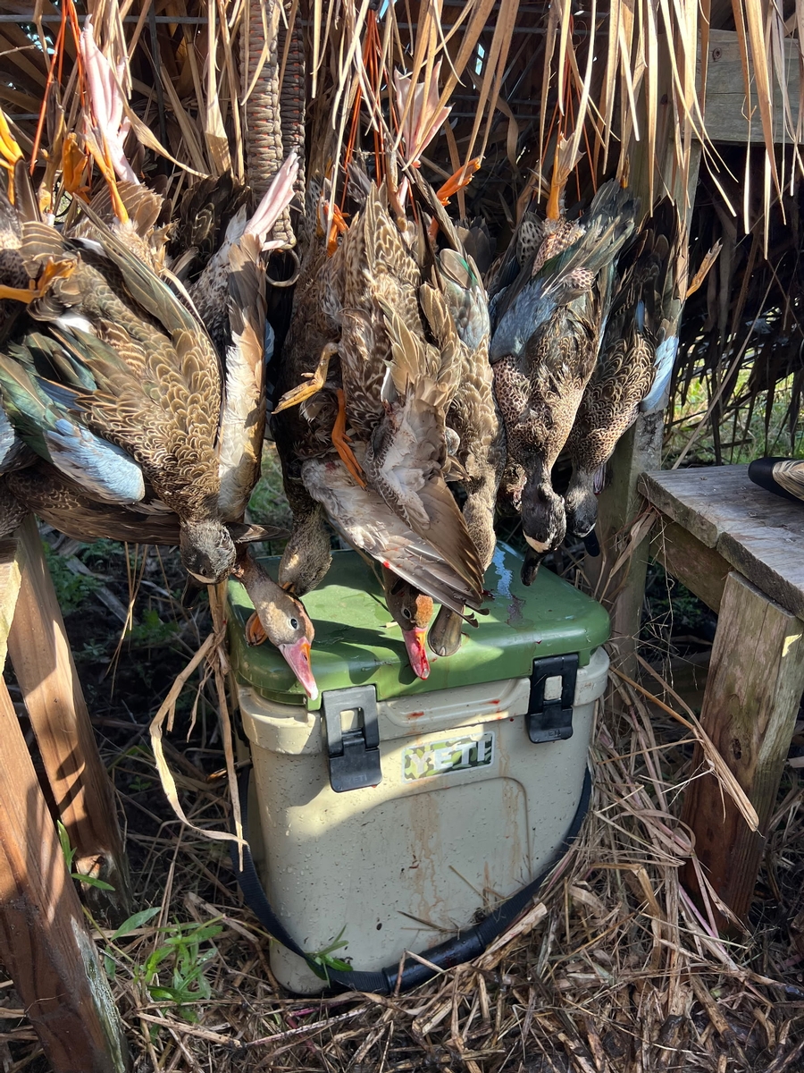 25-26 waterfowl Photo