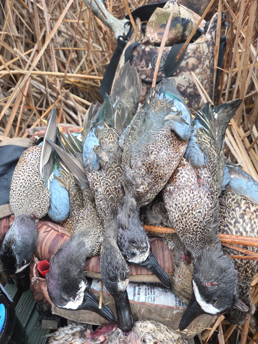 25-26 waterfowl Photo