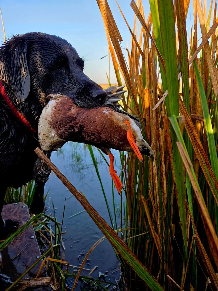 25-26 waterfowl Photo