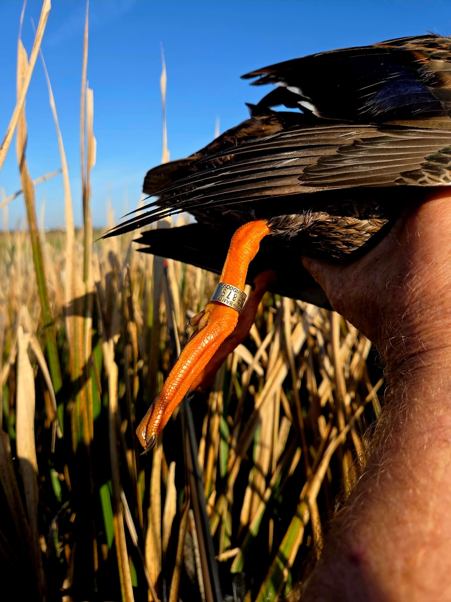 25-26 waterfowl Photo
