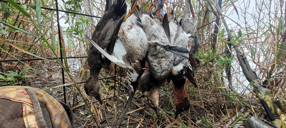 25-26 waterfowl Photo