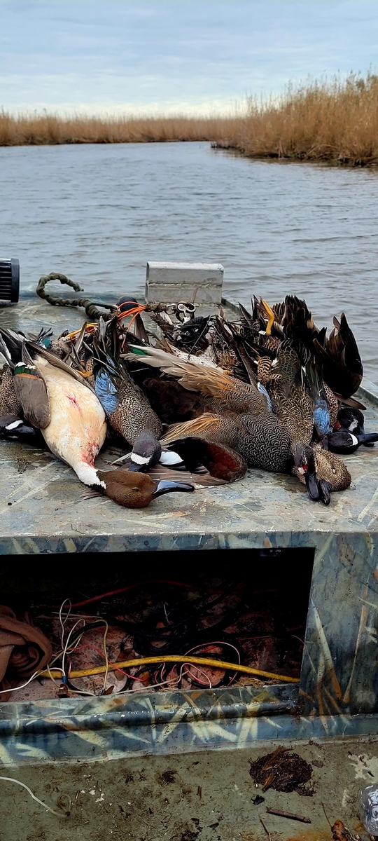 25-26 waterfowl Photo