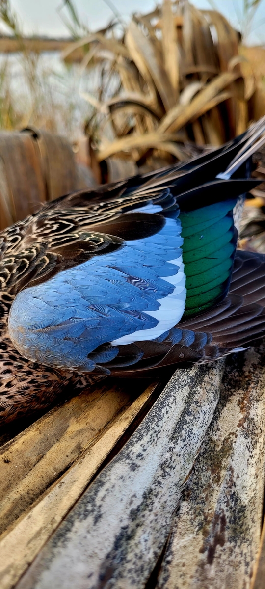 25-26 waterfowl Photo