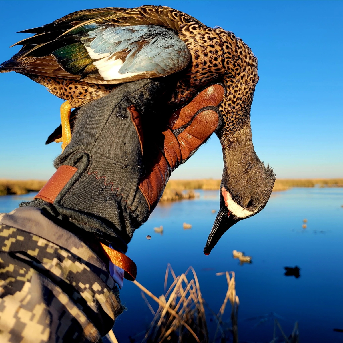 25-26 waterfowl Photo