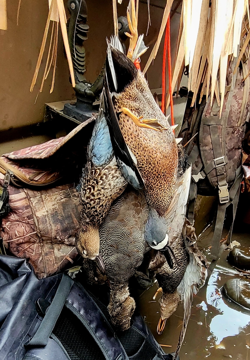 25-26 waterfowl Photo