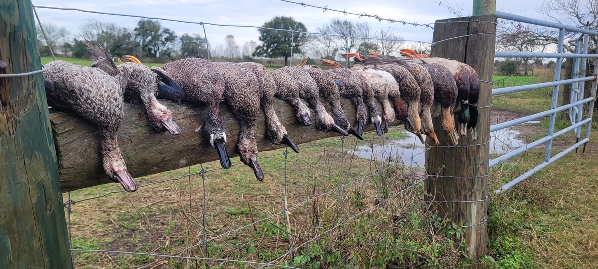 25-26 waterfowl Photo