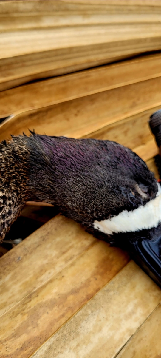 25-26 waterfowl Photo