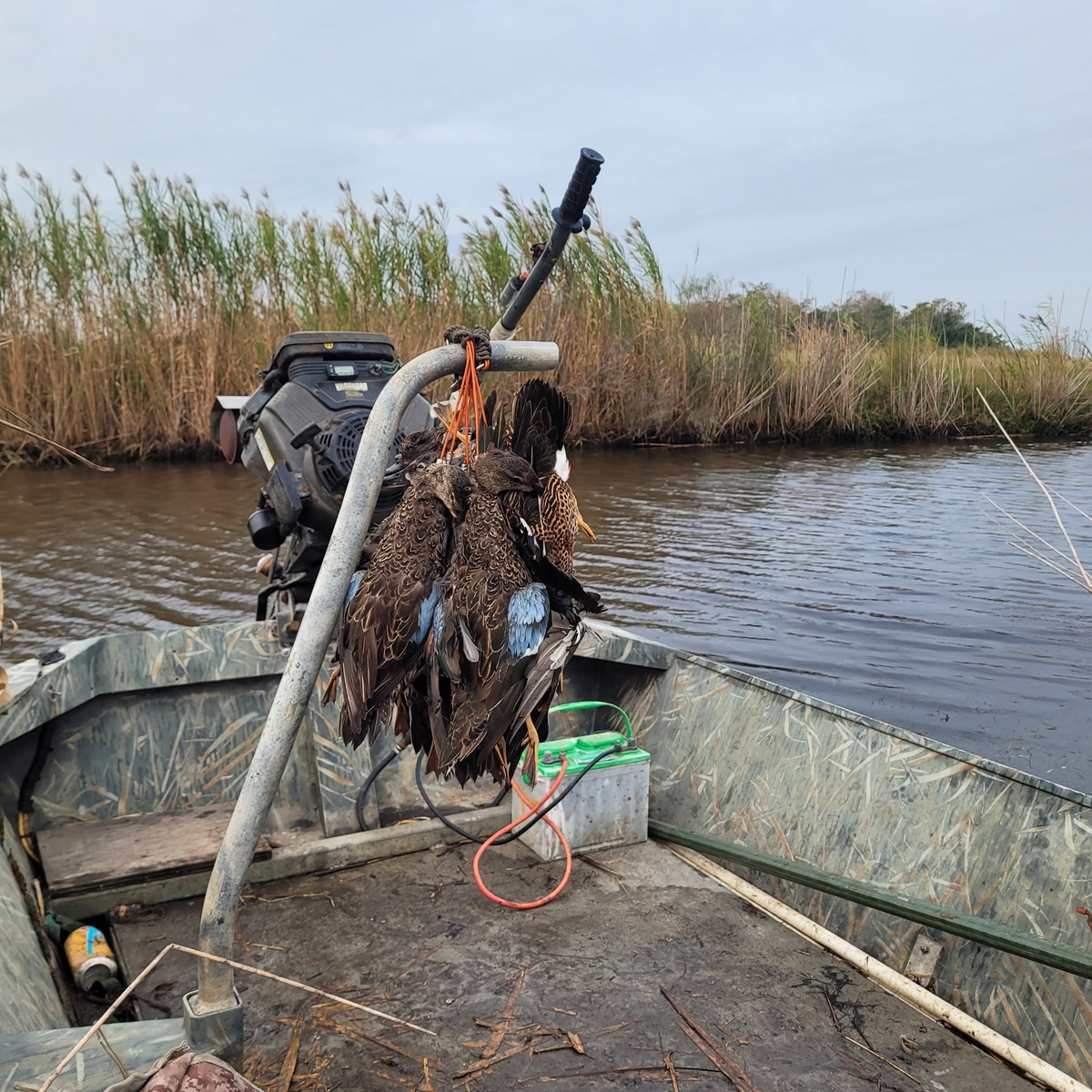 25-26 waterfowl Photo