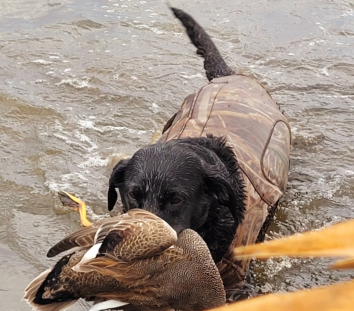 25-26 waterfowl Photo