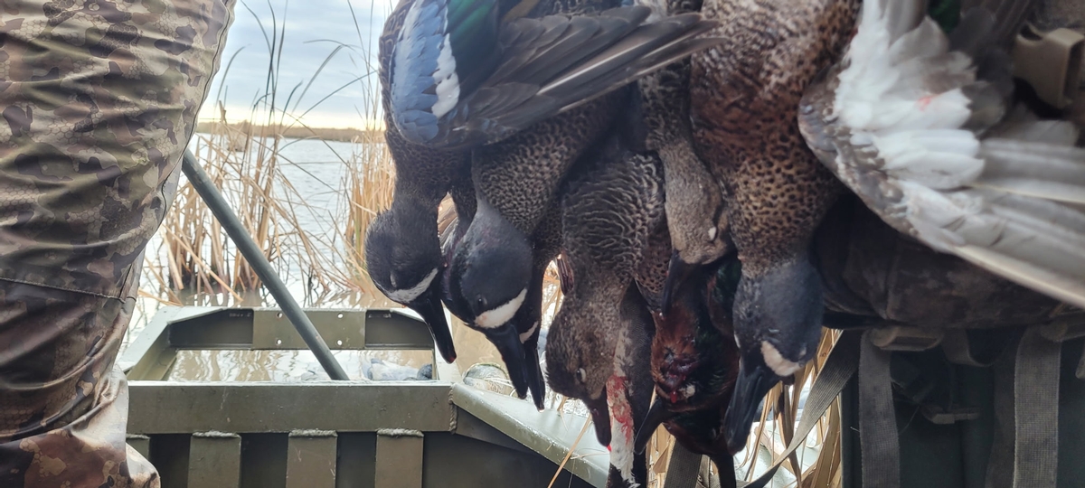 25-26 waterfowl Photo