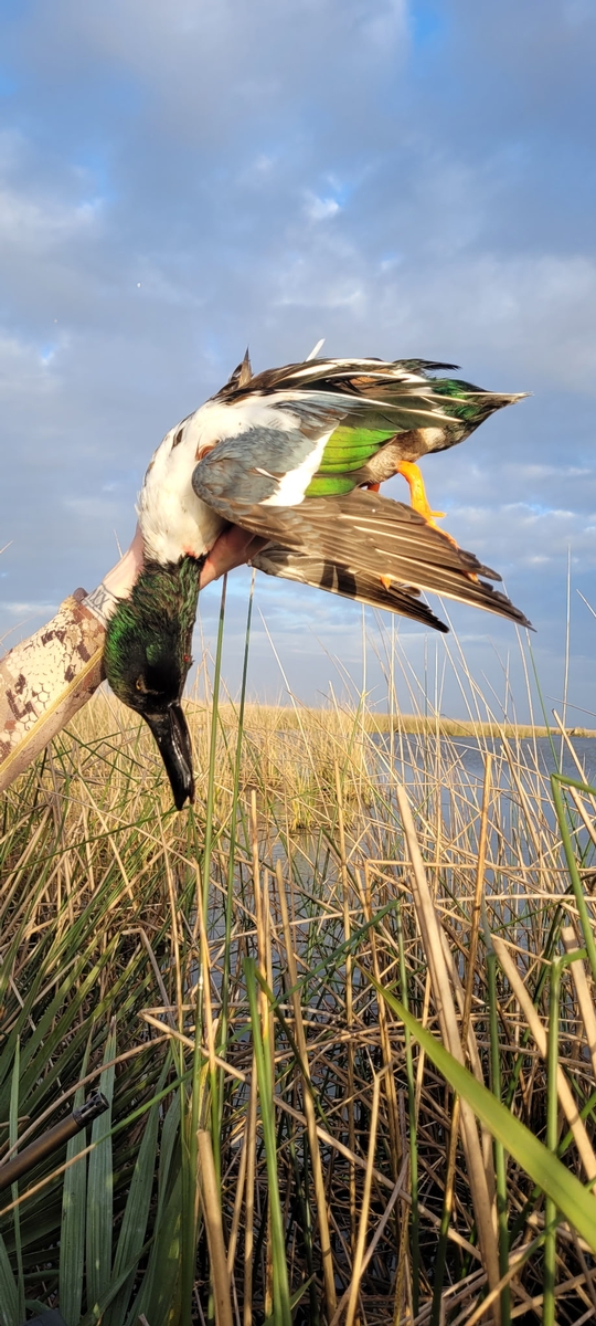 25-26 waterfowl Photo