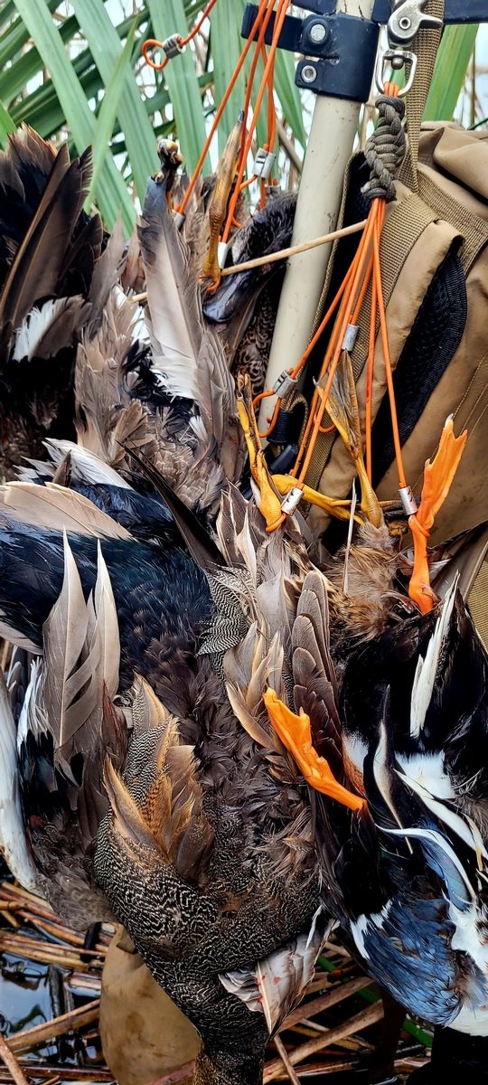25-26 waterfowl Photo