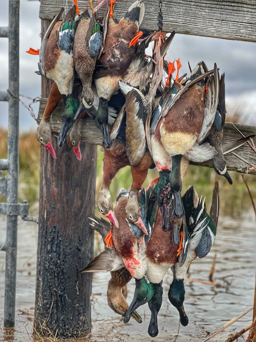 25-26 waterfowl Photo